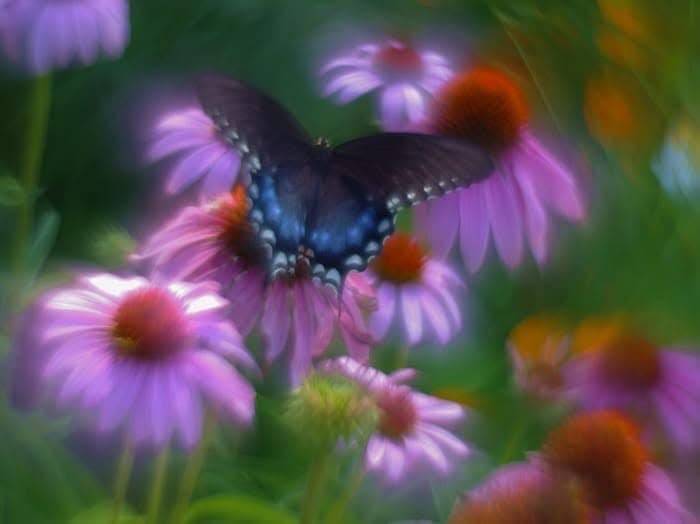 A soft-focus photograph of a black-and-blue swallowtail butterfly resting on purple coneflowers.